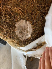 Load image into Gallery viewer, Alfahay - Premium Fermented Non-GMO Alfalfa: 50# bag, WV Sales Tax included