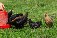 Load image into Gallery viewer, New Country Organics Grower/Broiler Feed - 40# *WV Sales Tax Included in Price*