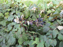 Load image into Gallery viewer, Concord Grapes on the vine