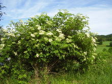 Load image into Gallery viewer, Elderberry Bush