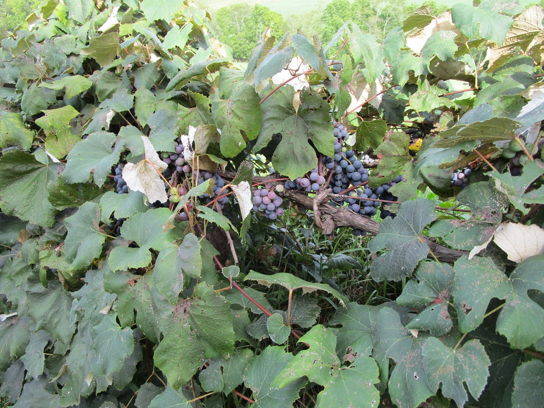 Concord Grapes  on the vine