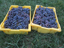 Load image into Gallery viewer, Concord Grapes fresh picked
